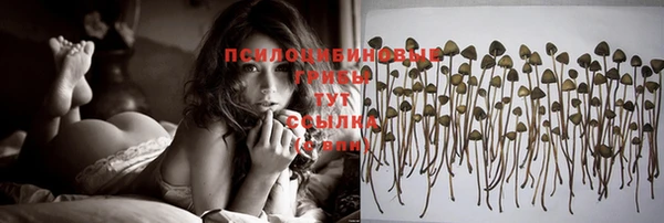 сатива Бородино